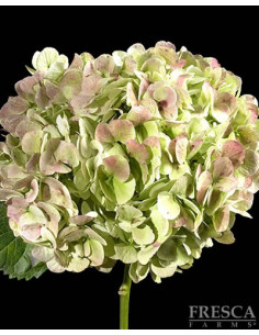 Hydrangea Antique Green Jumbo 12 Stems