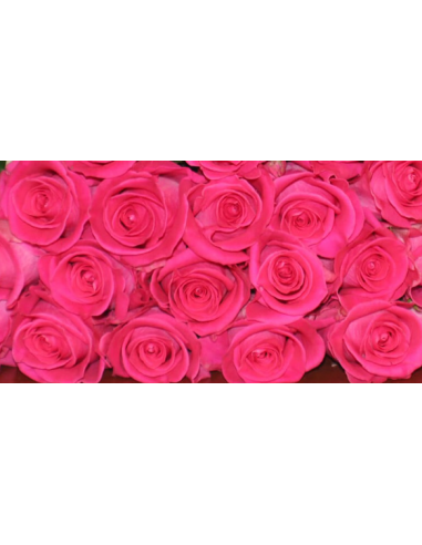ROSE☆ROSE Topaz Hot Pink Rose 50 / 100 / 200 stems rose Q 100 stems