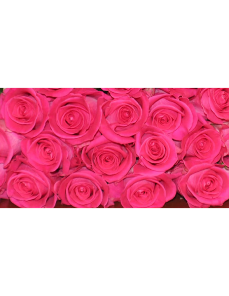 Topaz Hot Pink Rose 50 / 100 / 200 stems