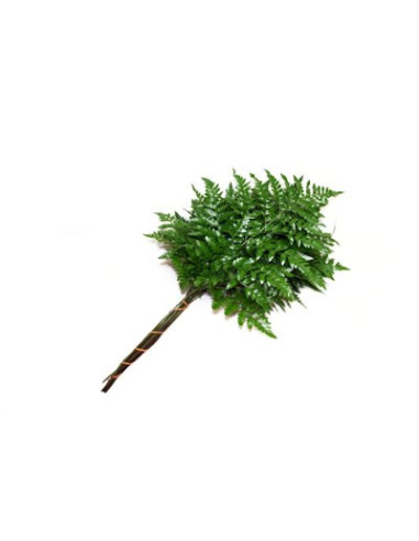 Leather Leaf Florists Choice