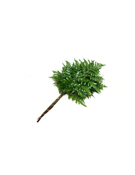 Leather Leaf Florists Choice