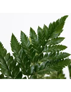 Leather Leaf Florists Choice 2