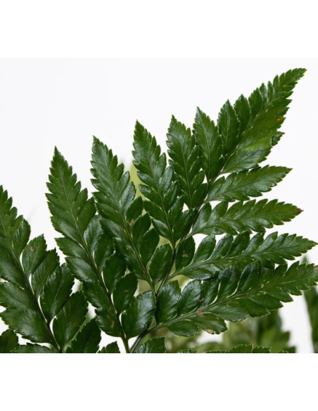 BULK BOX Leather Leaf 30 Bunches