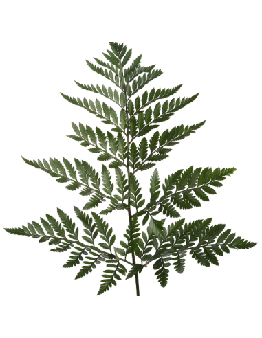 Leather Leaf “Royal” — 35 Bunches | Wholesale & Bulk Greenery