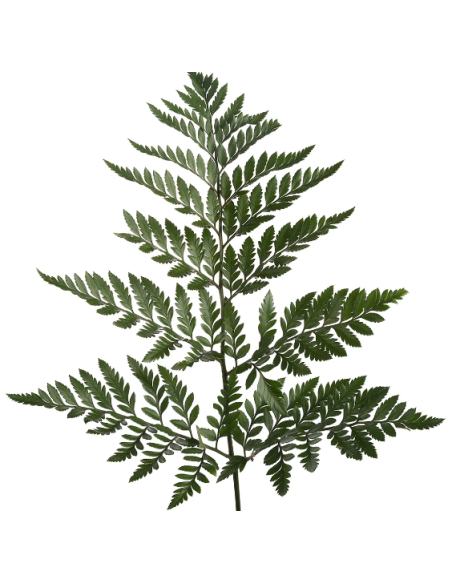 Leather Leaf “Royal” — 35 Bunches | Wholesale & Bulk Greenery