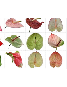 Anthurium Designer Mix Assorted 2
