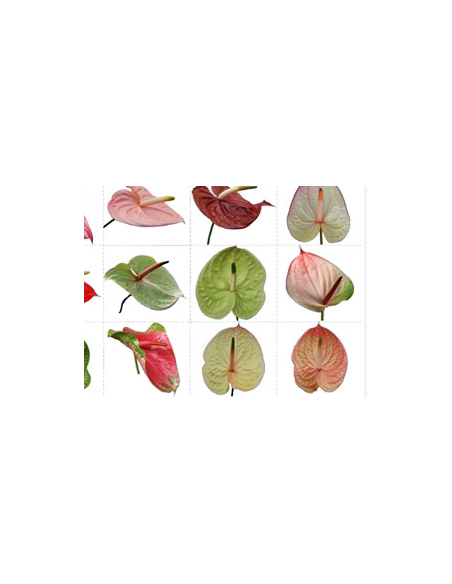 Anthurium Designer Mix Assorted – Wholesale & Bulk Tropical Anthurium