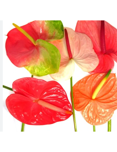 Anthurium Designer Mix Assorted Anthurium Designer Mix Assorted