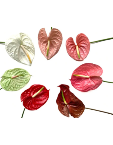 Anthurium Designer Mix Assorted – Wholesale & Bulk Tropical Anthurium
