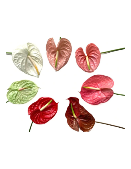 Anthurium Designer Mix Assorted – Wholesale & Bulk Tropical Anthurium