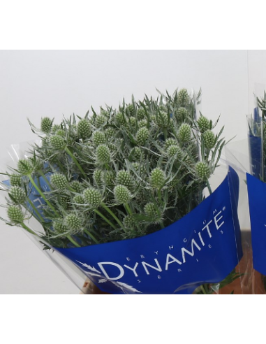 Wholesale Eryngium Blue Dynamite - 80 Stems Bulk (70cm) | Florasource
