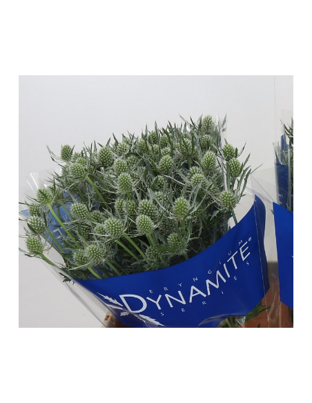 Wholesale Eryngium Blue Dynamite - 80 Stems Bulk (70cm) | Florasource