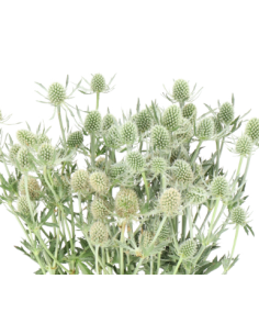 Eryngium Blue Dynamite BULK BOX 80 Stems 2