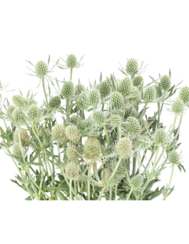 Wholesale Eryngium Blue Dynamite - 80 Stems Bulk (70cm) | Florasource