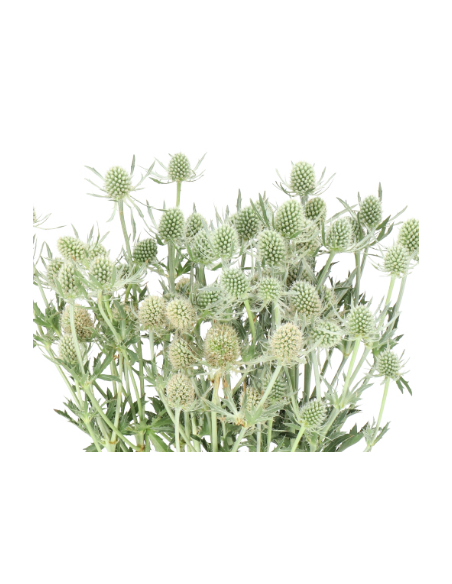 Wholesale Eryngium Blue Dynamite - 80 Stems Bulk (70cm) | Florasource