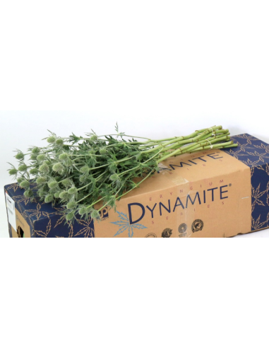 Eryngium Blue Dynamite BULK BOX 80 Stems