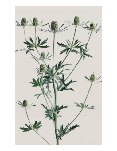 Eryngium Blue Dynamite BULK BOX 80 Stems