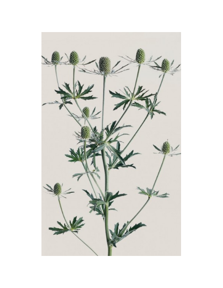 Eryngium Blue Dynamite BULK BOX 80 Stems