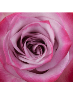 Deep Purple Lavender Roses | Wholesale Bulk (50 / 100 / 200 Stems)