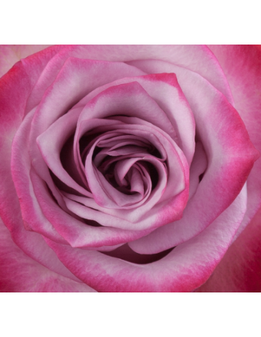 Deep Purple Lavender Roses | Wholesale Bulk (50 / 100 / 200 Stems)