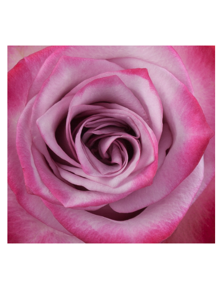 Deep Purple Lavender Roses | Wholesale Bulk (50 / 100 / 200 Stems)