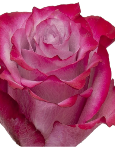 Deep Purple Lavender Roses | Wholesale Bulk (50 / 100 / 200 Stems)