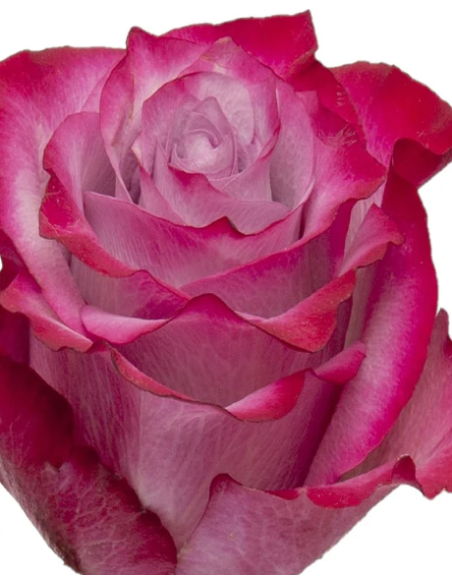 Deep Purple Lavender Roses | Wholesale Bulk (50 / 100 / 200 Stems)