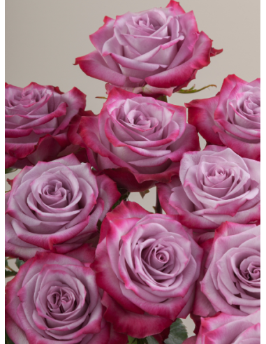 Deep Purple Lavender Roses | Wholesale Bulk (50 / 100 / 200 Stems)