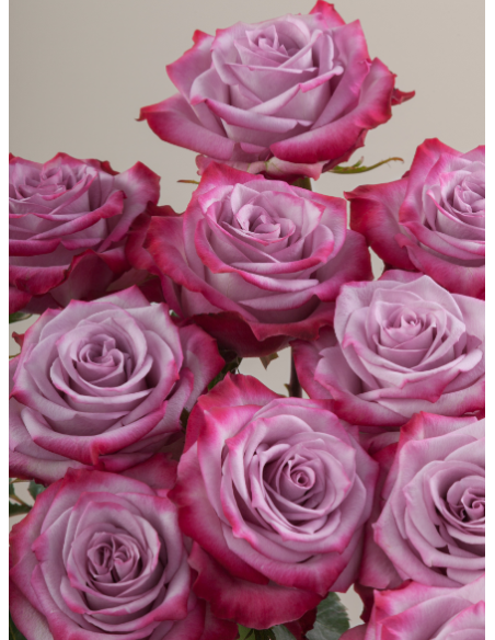 Deep Purple Lavender Roses | Wholesale Bulk (50 / 100 / 200 Stems)
