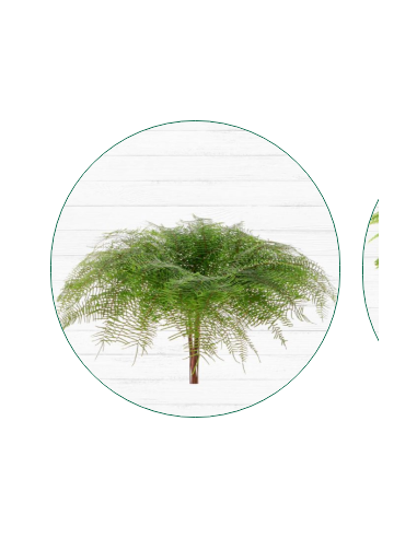 Mixed box of Aussie Greens 10 bunches