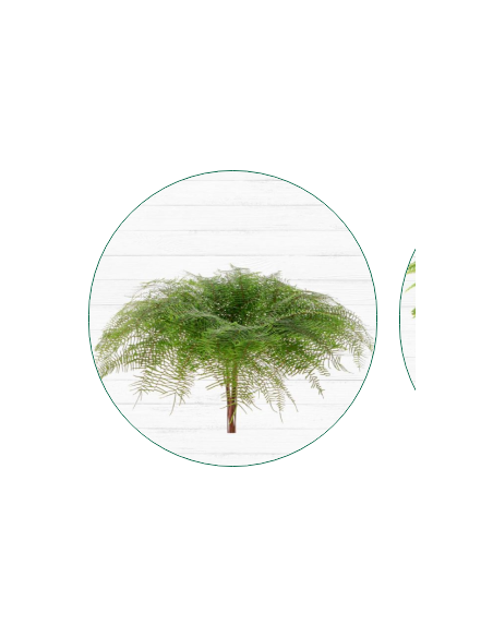 Mixed box of Aussie Greens 10 bunches