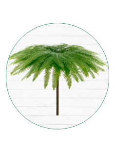 Mixed box of Aussie Greens 10 bunches