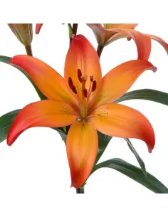 LA Royal Lilies 6 Bunches (60 stems) Assorted Pack