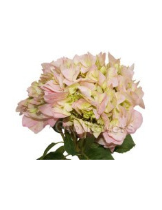 Hydrangea Pink 20 stems