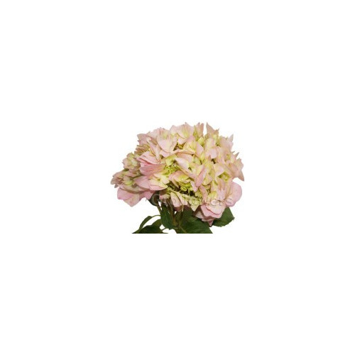 Hydrangea Pink 20 stems