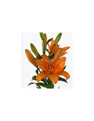 LA Royal Lilies 60 stems "Orange Honesty"