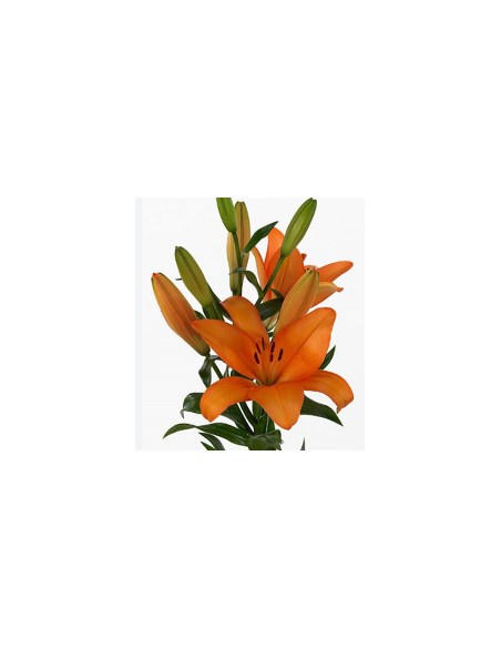 LA Royal Lilies 60 stems "Orange Honesty"