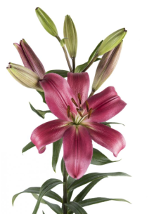 LA Royal Lilies 60 stems "Pink Indian Summerset"
