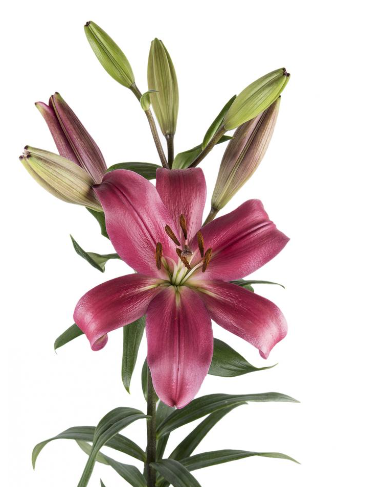 LA Royal Lilies 60 stems "Pink Indian Summerset"