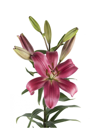 LA Royal Lilies 60 stems "Pink Indian Summerset"