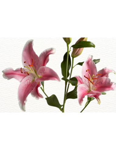 Sorbonne Pink Oriental Lilies By the Box 60 stems