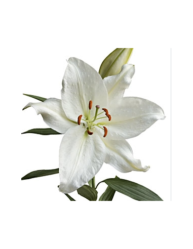 Crystal Blanca White Oriental Lilies 60 Stems | Wholesale & Bulk