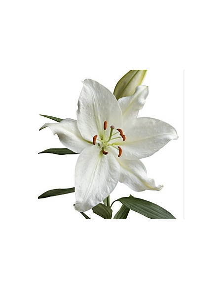 Crystal Blanca White Oriental Lilies By the Box 60 stems