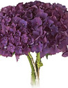 Hydrangea Purple 20 stems
