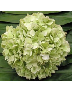 Hydrangea Sage Green Jumbo 12 Stems