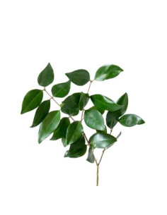 Ligustrum 2