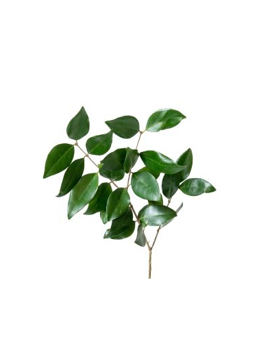 Wholesale Ligustrum Greenery