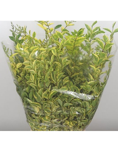 Ligustrum | Premium Textural Greenery for Floral Design