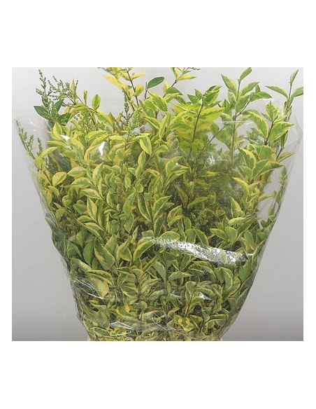 Ligustrum | Premium Textural Greenery for Floral Design