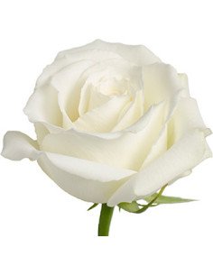 Tibet White Rose 50cm BULK BOX 125 stems